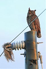 Great Horned Owl